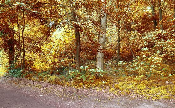 Beautiful panorama view on a golden autumn landscape in the middle of october