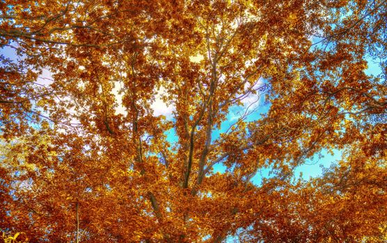 Beautiful panorama view on a golden autumn landscape in the middle of october