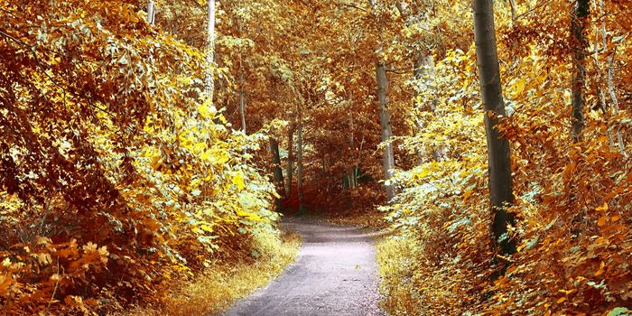 Beautiful panorama view on a golden autumn landscape in the middle of october