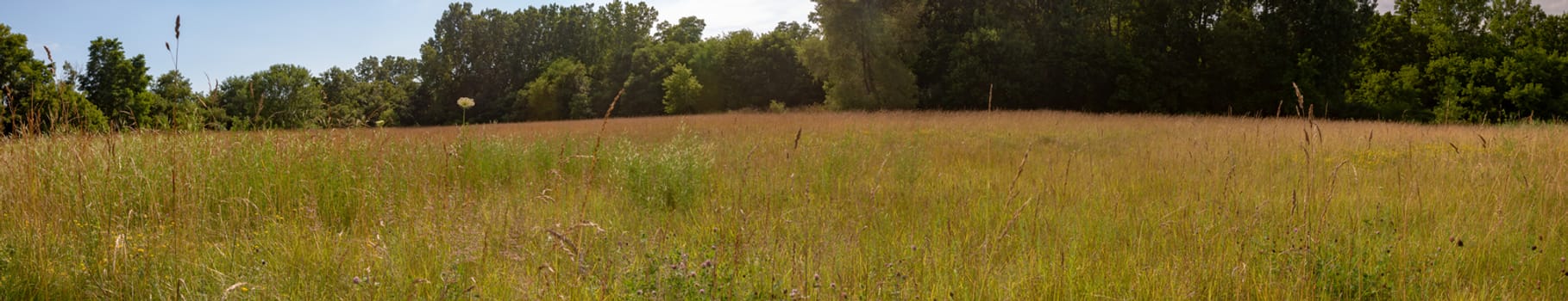 Panoramic view of field with haystacks near the forest under blue sky with white clouds under sunlight.