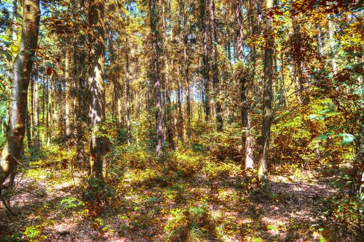 Beautiful panorama view on a golden autumn landscape in the middle of october