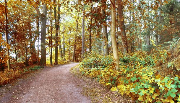 Beautiful panorama view on a golden autumn landscape in the middle of october