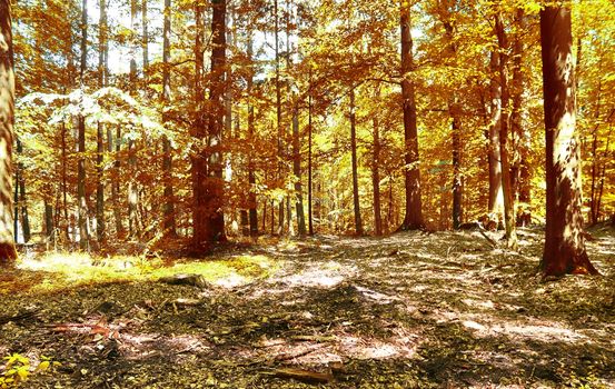 Beautiful panorama view on a golden autumn landscape in the middle of october