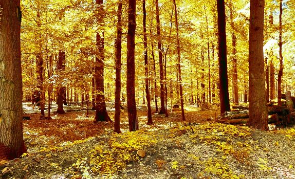 Beautiful panorama view on a golden autumn landscape in the middle of october