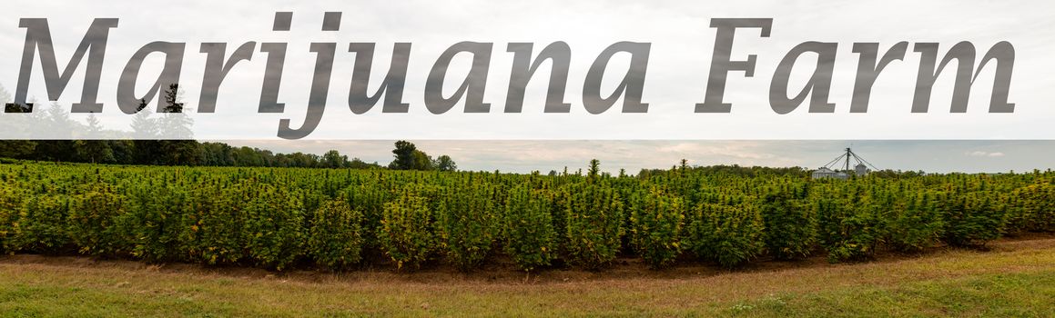 Marijuana at outdoor air cannabis farm field