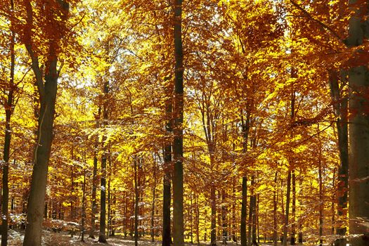 Beautiful panorama view on a golden autumn landscape in the middle of october