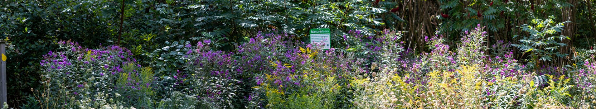 Panorama of a field of wild flowers and weeds