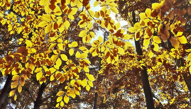 Beautiful panorama view on a golden autumn landscape in the middle of october