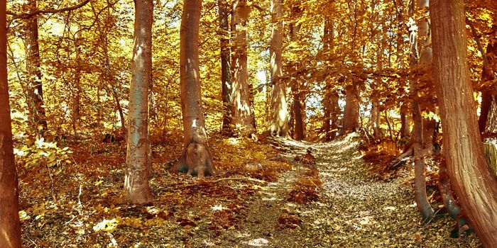 Beautiful panorama view on a golden autumn landscape in the middle of october