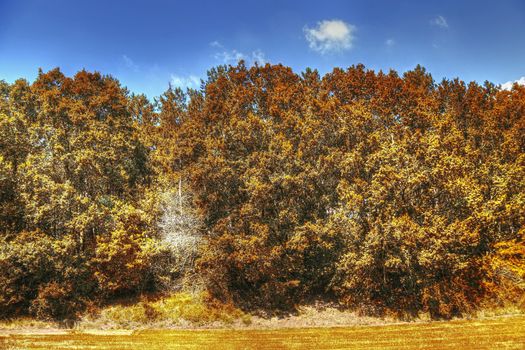 Beautiful panorama view on a golden autumn landscape in the middle of october