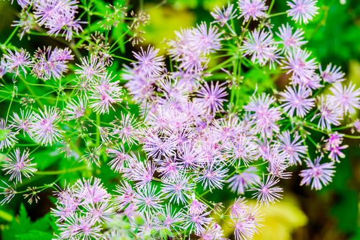 Columbine Meadow Rue flowers Thalictrum Aquilegifolium is native to Europe and Asia.