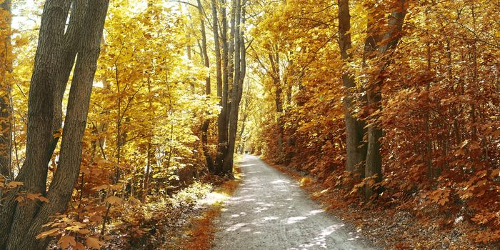 Beautiful panorama view on a golden autumn landscape in the middle of october