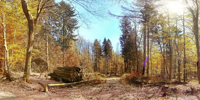 Beautiful panorama view on a golden autumn landscape in the middle of october