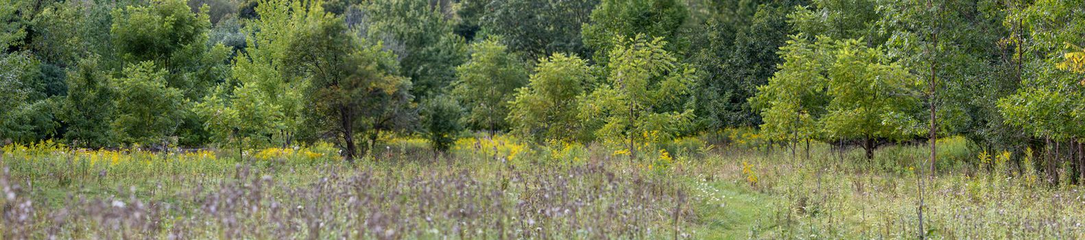 Panorama showing fields of forest and wildflowers