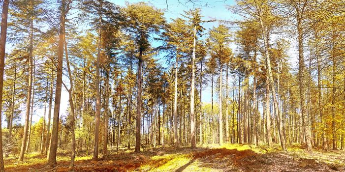 Beautiful panorama view on a golden autumn landscape in the middle of october