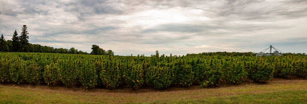 Marijuana or hemp field panorama in Canada