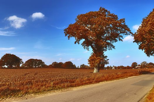 Beautiful panorama view on a golden autumn landscape in the middle of october