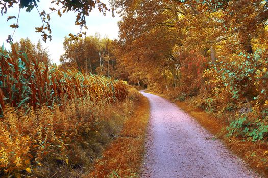 Beautiful panorama view on a golden autumn landscape in the middle of october