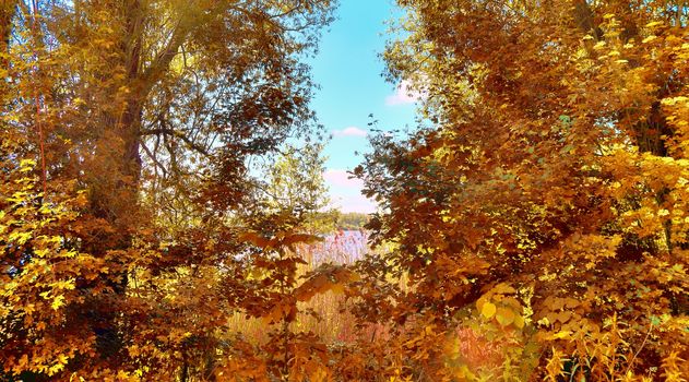 Beautiful panorama view on a golden autumn landscape in the middle of october