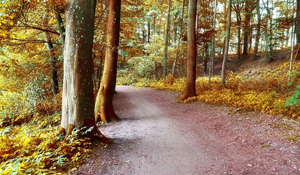 Beautiful panorama view on a golden autumn landscape in the middle of october