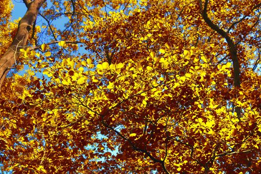 Beautiful panorama view on a golden autumn landscape in the middle of october