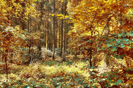 Beautiful panorama view on a golden autumn landscape in the middle of october