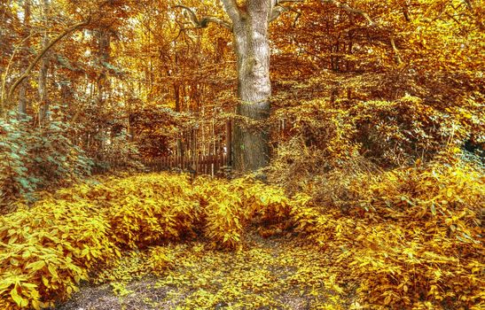 Beautiful panorama view on a golden autumn landscape in the middle of october