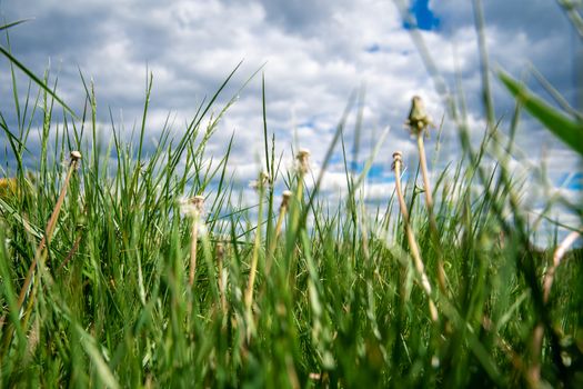 blown dandelions on a green meadow in the grass.