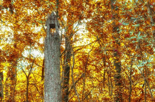 Beautiful panorama view on a golden autumn landscape in the middle of october