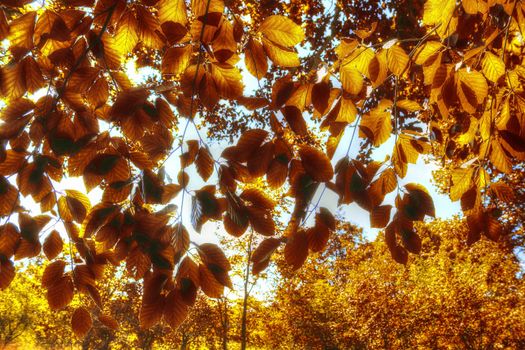 Beautiful panorama view on a golden autumn landscape in the middle of october