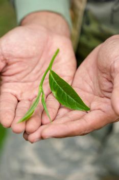 Green tea leaves in the hands of farmers.