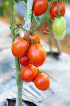 Ripe red tomatoes are hanging on the tomato tree in the garden.