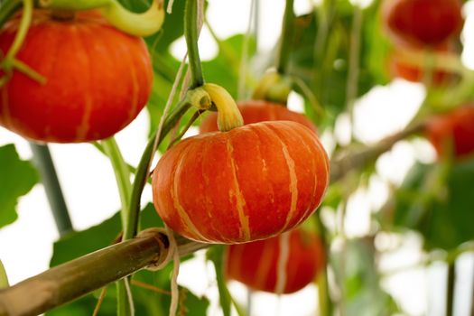 pumpkins hanging from the bamboo fence  in the garden .