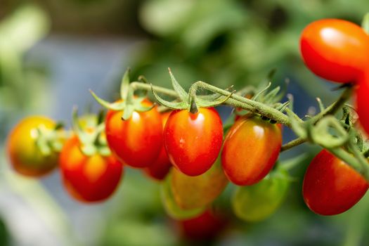 Ripe red tomatoes are hanging on the tomato tree in the garden.