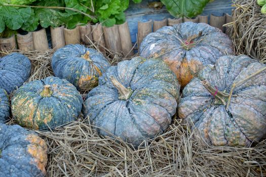 Pumpkin grows in the garden on the straw floor.