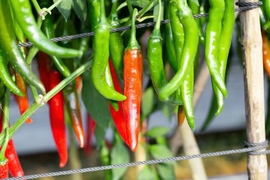 Ripe Red and Green chilli on a tree, Green chilies grows in the garden.