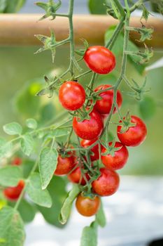 Ripe red tomatoes are hanging on the tomato tree in the garden.