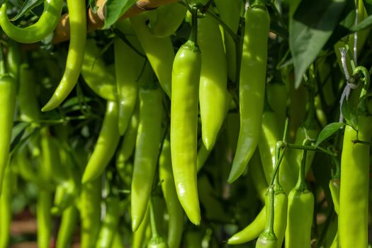 Ripe Green chilli on a tree, Green chilies grows in the garden.