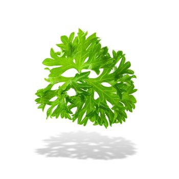 Fresh branch of green parsley natural food isolated on white background.