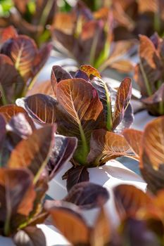Red Cos lettuce leaves, Salads vegetable hydroponics farm.