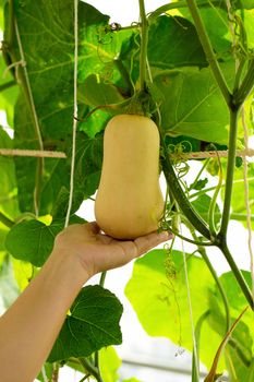 Butternut squash pumpkins hanging from the bamboo fence  in the garden.