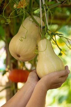 Butternut squash pumpkins hanging from the bamboo fence  in the garden.