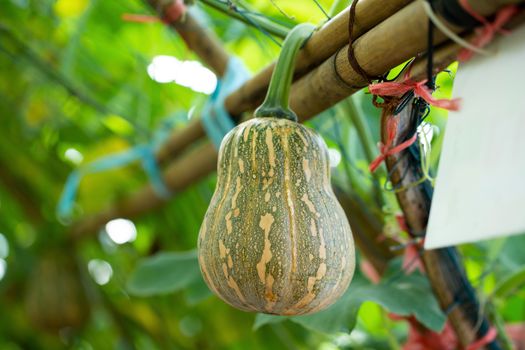 Butternut squash pumpkins hanging from the bamboo fence  in the garden.