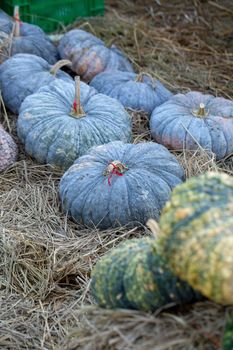 Pumpkin grows in the garden on the straw floor.