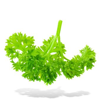 Fresh branch of green parsley natural food isolated on white background.