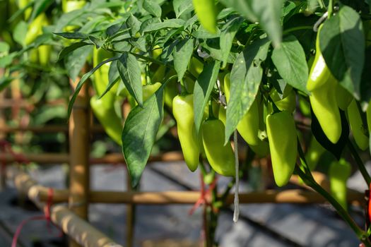 Ripe Green chilli on a tree, Green chilies grows in the garden.