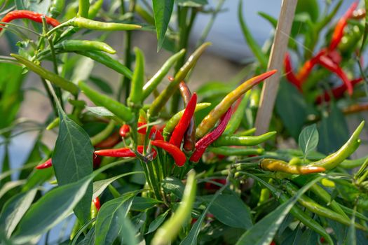 Ripe Red and Green chilli on a tree, Green chilies grows in the garden.