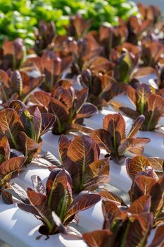 Red Cos lettuce leaves, Salads vegetable hydroponics farm.