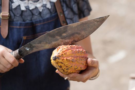 Fresh cocoa beans in the hand of a farmer.