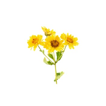 Yellow Chrysanthemum flowers isolated on white background.